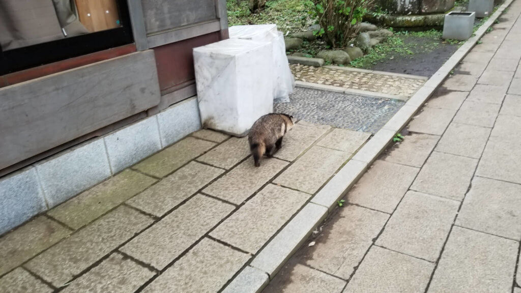 江ノ島のタヌキ